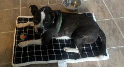 Lost Male Dog last seen Arroyo Vista Dr, Sacramento, CA 95823