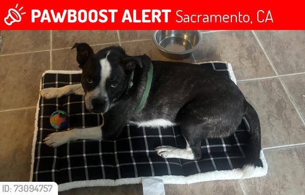 Lost Male Dog last seen Arroyo Vista Dr, Sacramento, CA 95823