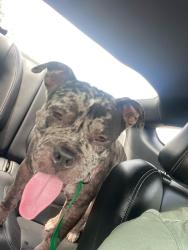 Reunited Unknown Dog last seen Citrus Grove & 130 Ave N, The Acreage, FL 33470