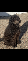 Reunited Male Dog last seen Viewpoint Dr., Rodeo, CA 94572