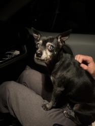 Found/Stray Female Dog last seen Intersection of hannalei and avocado in vista, Vista, CA 92083