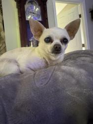 Reunited Female Dog last seen New Berlin and hickory hills, Jacksonville, FL 32226