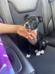 Reunited Female Dog last seen Chevron, Princeton, FL 33032