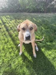 Found/Stray Female Dog last seen Gandara/Vinalopo intersection , Bee Cave, TX 78738