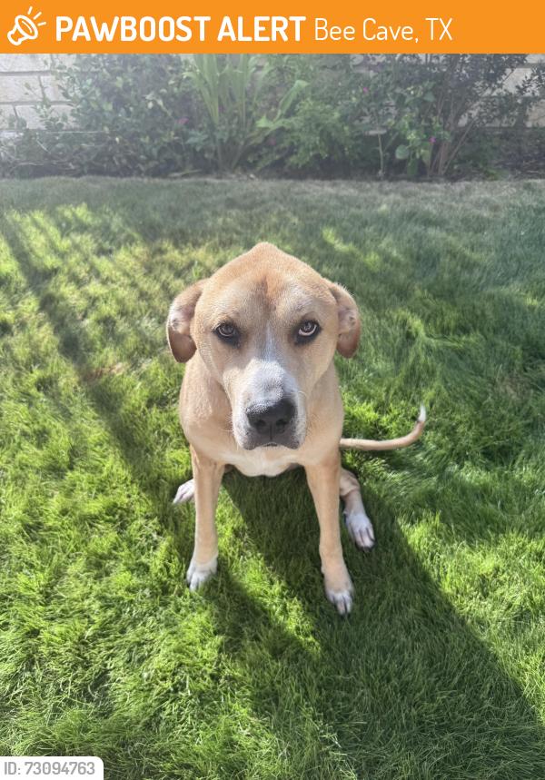Found/Stray Female Dog last seen Gandara/Vinalopo intersection , Bee Cave, TX 78738