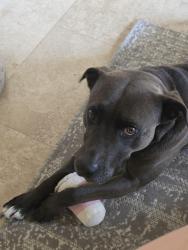 Reunited Male Dog last seen 725, Southbank, Pecan crossing, New Braunfels, TX 78130
