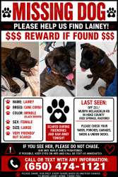 Lost Female Dog last seen Hey 211, Red Springs, NC 28377
