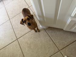 Lost Female Dog last seen Holland rd, Dickinson, TX 77539
