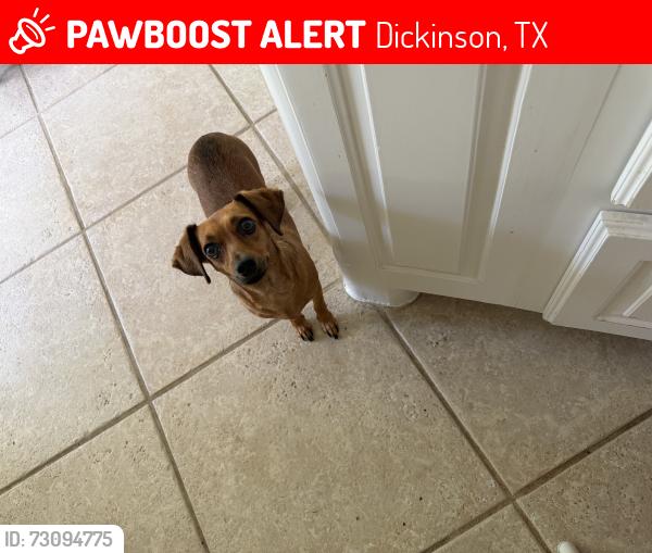 Lost Female Dog last seen Holland rd, Dickinson, TX 77539