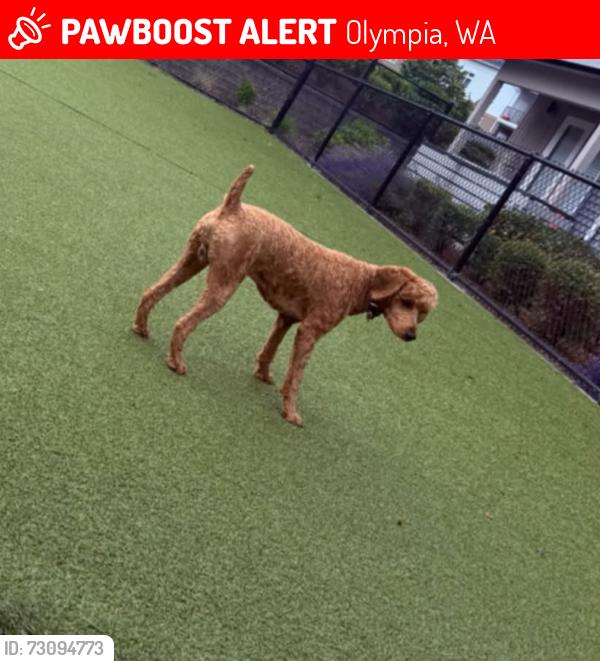 Lost Male Dog last seen Union mills Road near International Paper, Olympia, WA 98503