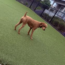 Lost Male Dog last seen Union mills Road near International Paper, Olympia, WA 98503