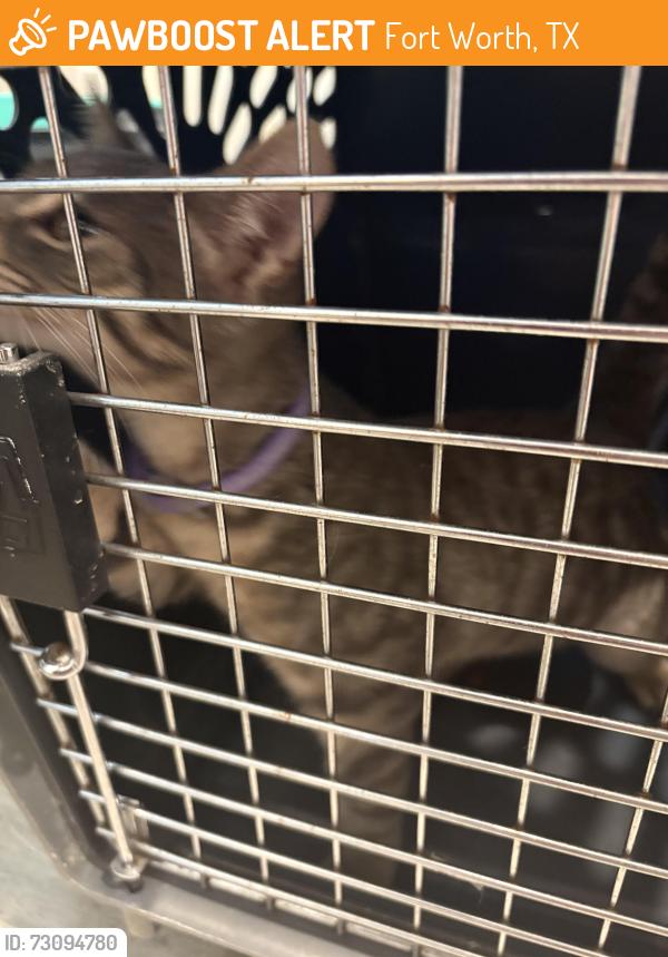 Found/Stray Female Cat last seen Grandview Dr, Maryel Dr, Meadowbrook, Fort Worth, TX 76112