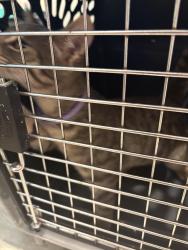 Found/Stray Female Cat last seen Grandview Dr, Maryel Dr, Meadowbrook, Fort Worth, TX 76112