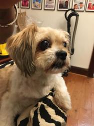Found/Stray Female Dog last seen Mott Ave central Ave , Queens, NY 11412