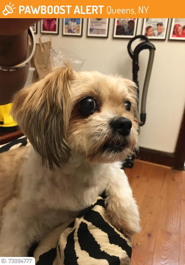 Found/Stray Female Dog last seen Mott Ave central Ave , Queens, NY 11412