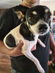 Reunited Female Dog last seen Near Dorr Circle Easley SC 29640, Easley, SC 29640