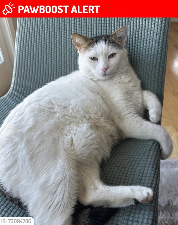 Lost Male Cat last seen Dennis ave, Wheaton-Glenmont, MD 20902