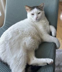 Lost Male Cat last seen Dennis ave, Wheaton-Glenmont, MD 20902