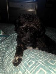 Lost Male Dog last seen Nelson and Orchard rd, Pikesville, MD 21208