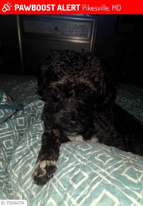 Lost Male Dog last seen Nelson and Orchard rd, Pikesville, MD 21208