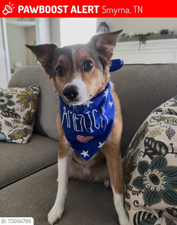 Lost Female Dog last seen Near Easy Goer way. Smyrna Tn, Smyrna, TN 37167