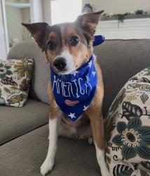 Lost Female Dog last seen Near Easy Goer way. Smyrna Tn, Smyrna, TN 37167
