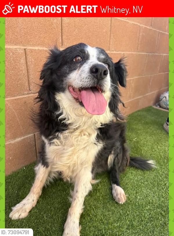 Lost Female Dog last seen Boulder Hwy and Tropicana, Whitney, NV 89122