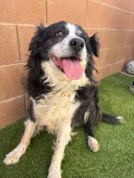 Lost Female Dog last seen Boulder Hwy and Tropicana, Whitney, NV 89122