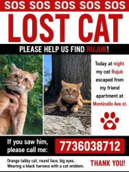Reunited Male Cat last seen Diversey- Central Park , Chicago, IL 60647
