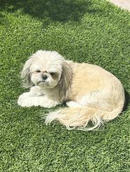 Lost Female Dog last seen Dalecrest Dr and n tenaya, Las Vegas, NV 89129
