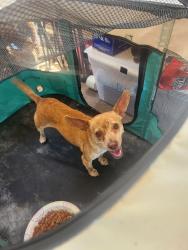 Reunited Female Dog last seen Oliver Rd and 211, Hall County, GA 30542