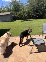 Lost Male Dog last seen Council Rd & 29th St, Oklahoma City, OK 73128