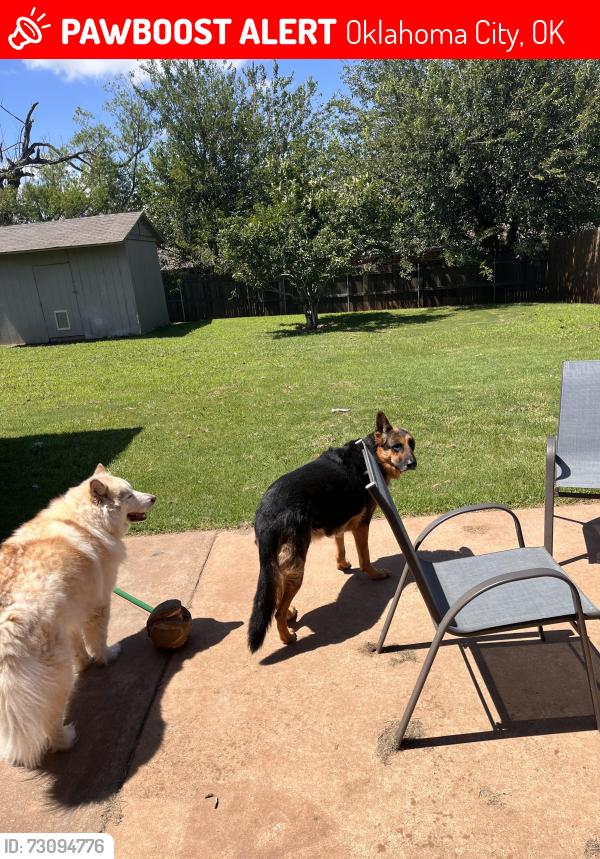 Lost Male Dog last seen Council Rd & 29th St, Oklahoma City, OK 73128