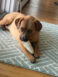 Lost Male Dog last seen Sagamore , Lancaster , Julian pl , Island Park, NY 11558