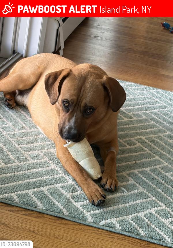 Lost Male Dog last seen Sagamore , Lancaster , Julian pl , Island Park, NY 11558