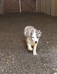 Reunited Female Dog last seen Kyle canyon rd, Las Vegas, NV 89143