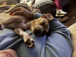 Lost Female Dog last seen 16th street /Highland ave, National City, CA 91950