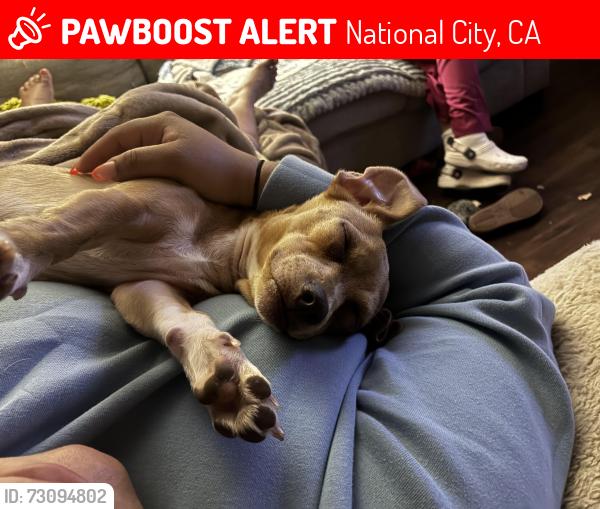 Lost Female Dog last seen 16th street /Highland ave, National City, CA 91950