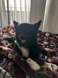 Lost Female Dog last seen Near E tenth street, Long Beach, CA 90813
