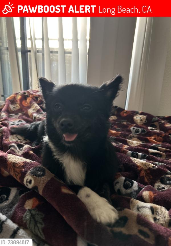 Lost Female Dog last seen Near E tenth street, Long Beach, CA 90813
