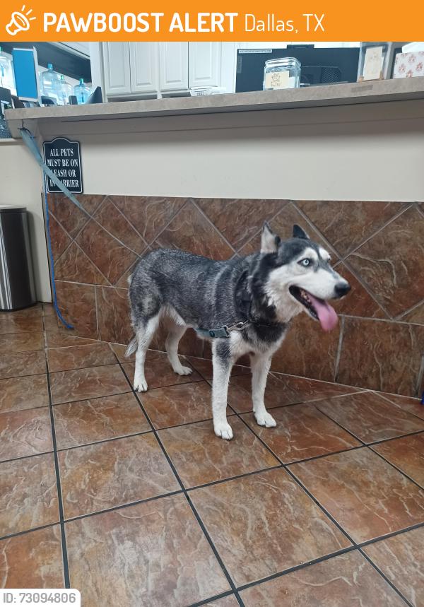 Found/Stray Female Dog last seen Bryan Adams high school, Dallas, TX 75228