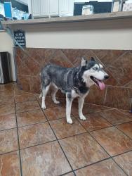 Found/Stray Female Dog last seen Bryan Adams high school, Dallas, TX 75228