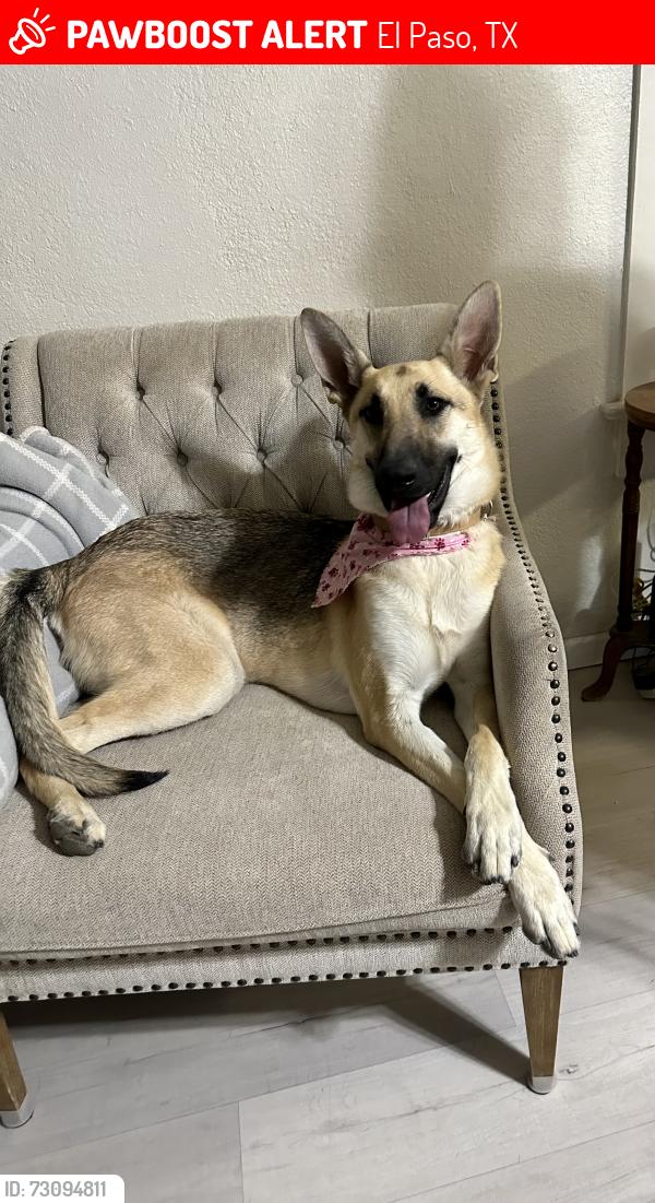 Lost Female Dog last seen Jefferson and Dyer, El Paso, TX 79930