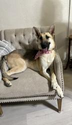 Lost Female Dog last seen Jefferson and Dyer, El Paso, TX 79930