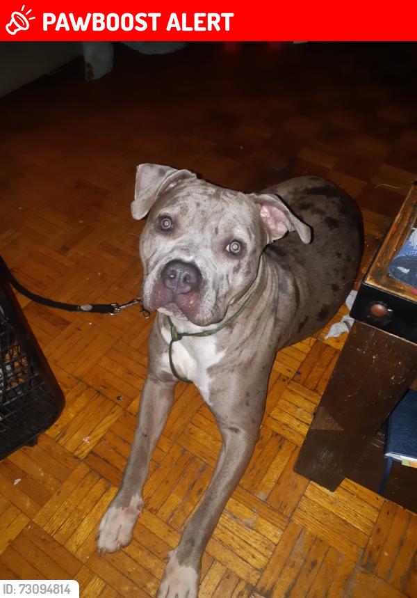 Lost Female Dog last seen Ninthline , Mississauga, ON L5M 0R5