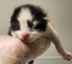Shelter Stray Female Cat last seen Near 105th Avenue, OAKLAND, CA, 94603, 8323 Baldwin St, Oakland, CA 94621, USA