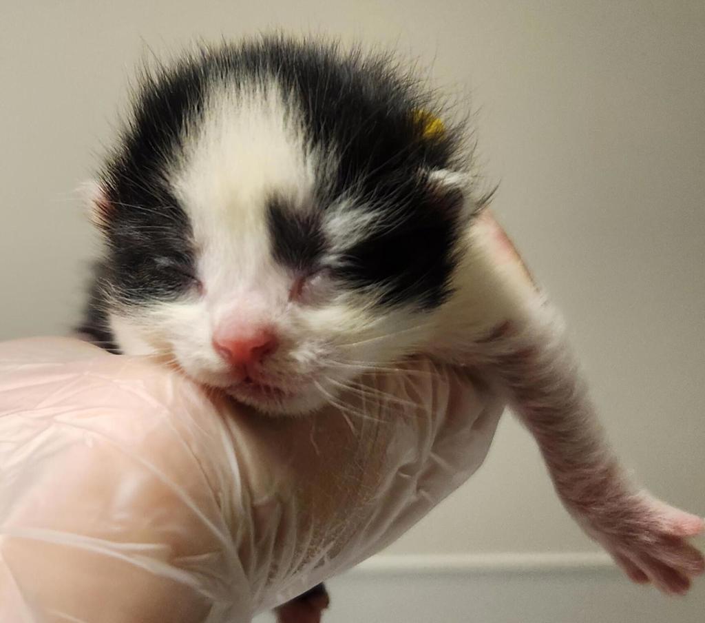 Shelter Stray Female Cat last seen Near 105th Avenue, OAKLAND, CA, 94603, 8323 Baldwin St, Oakland, CA 94621, USA