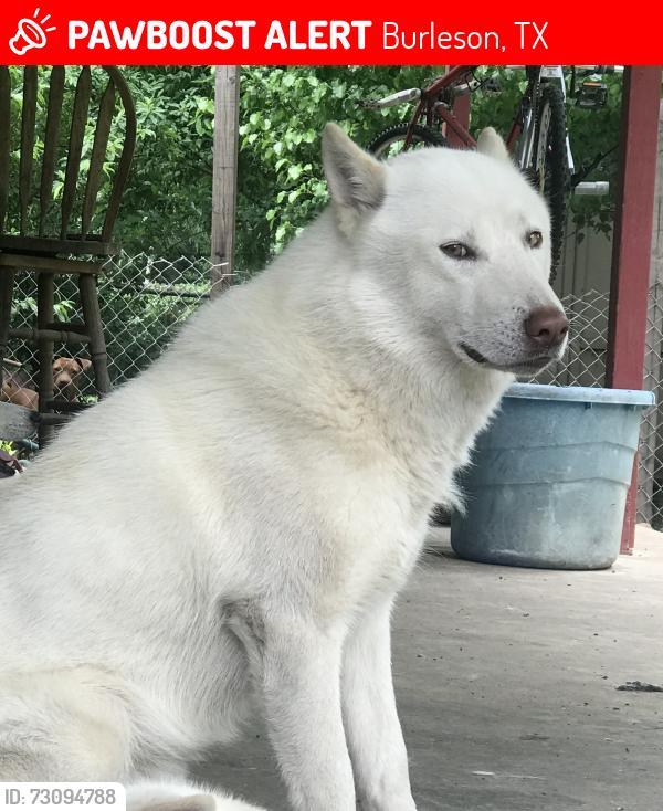 Lost Male Dog last seen Burleson oaks dr, Burleson, TX 76028