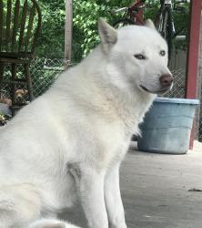 Lost Male Dog last seen Burleson oaks dr, Burleson, TX 76028