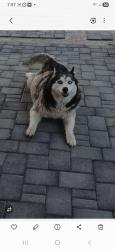 Lost Female Dog last seen Sun Valley & Teravalis community, Buckeye, AZ 85396